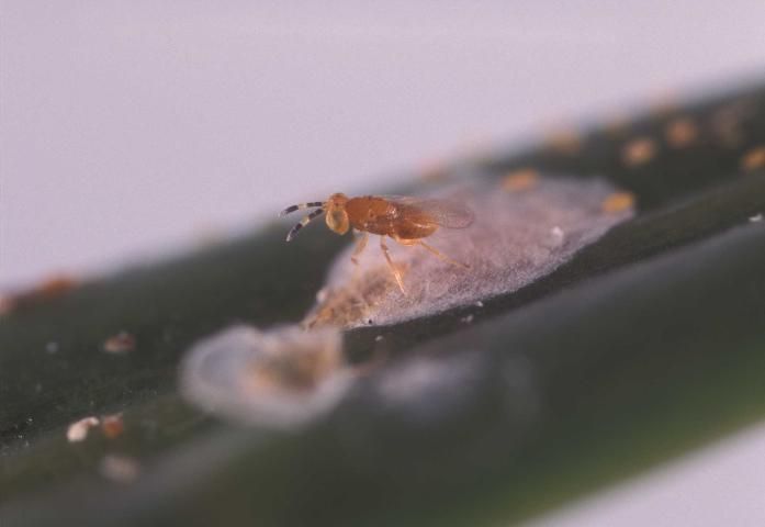 Figure 11. Parasitoid wasp (Aphelinidae) attacking an armored scale insect.