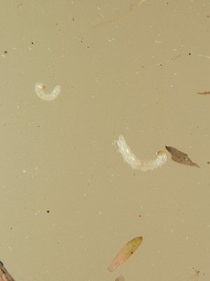 Figure 1. Rice water weevil larvae.