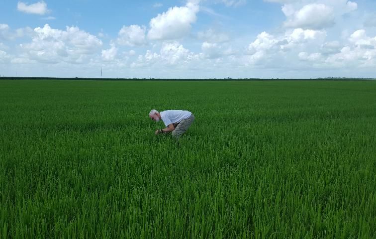 Figure 3. Sampling for adult rice water weevil damage, Palm Beach County, FL.
