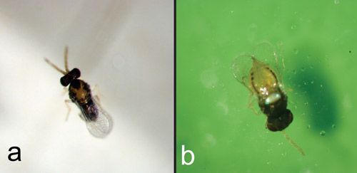 Figure 8. Encarsia variegata, a hyperparasitoid of Baeoentedon balios Wang, Huang & Polaszek. (a) Male; (b) Female.