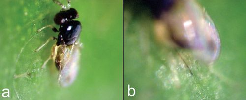 Figure 7. Baeoentedon balios Wang, Huang & Polaszek, a parasitoid, parasitizing a ficus whitefly nymph. (a) Parasitoid inserting its ovipositor in the dorsal thorax of the second instar; (b) Close-up of Figure 7a, showing inserted ovipositor.