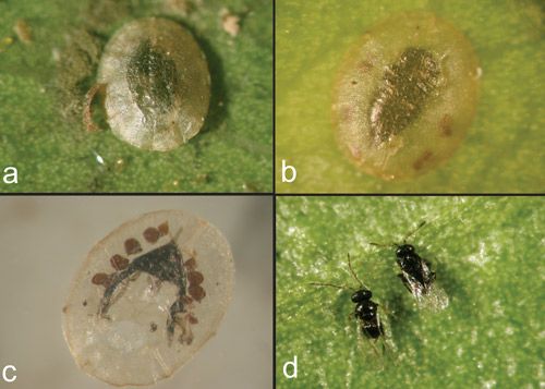Figure 5. Nymphs of ficus whitefly parasitized by Amitus bennetti. (a–b) Parasitized ficus whitefly nymphs; (c) Pupal exuvia after emergence of Amitus bennetti; (d) The dorsal view of an adult male (on right side) and female (on left side) of Amitus bennetti.