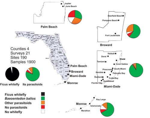 Figure 3. Distribution of Baeoentedon balios Wang, Huang & Polaszek, a parasitoid of ficus whitefly, in four counties of Florida based on our surveys from 2015–2016.