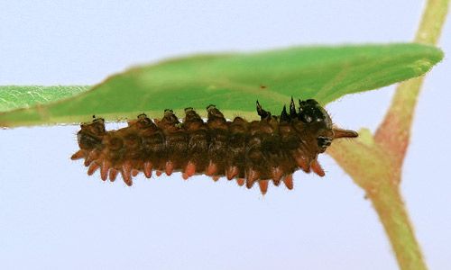 Figure 8. Second instar larva of the pipevine swallowtail, Battus philenor (L.).