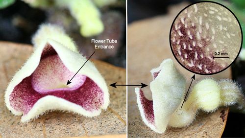 Figure 21. Virginia snakeroot, Aristolochia serpentaria L., flower: front view (left), side view (right), and inside of tube with slippery surface and small downward pointing hairs (inset).