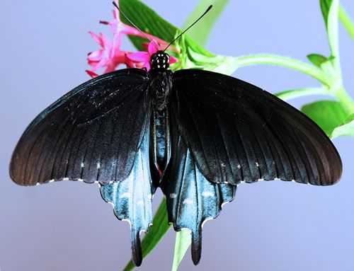 Figure 3. Adult male pipevine swallowtail, Battus philenor (L.), dorsal view showing brilliant iridescence.