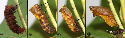 Figure 30. Pipevine swallowtail, Battus philenor (L.), prepupa molting to pupal stage. Note the successive positions of the shed larval head capsule (arrows).