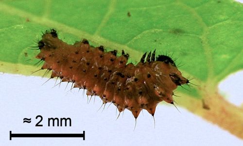 Figure 7. First instar larva of the pipevine swallowtail, Battus philenor (L.).