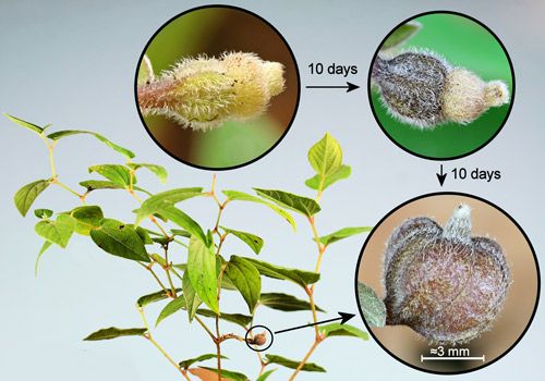 Figure 24. Virginia snakeroot, Aristolochia serpentaria L., plant with insets showing sequential stages of development of cleistogamous flower to mature seed capsule.