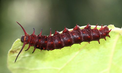 Figure 11. Full-grown red larva of the pipevine swallowtail, Battus philenor (L.).