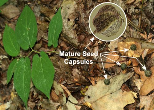 Figure 15. Virginia snakeroot, Aristolochia serpentaria L. (broad-leaved form), a host of the pipevine swallowtail caterpillar, Battus philenor (L.), with seed capsules.