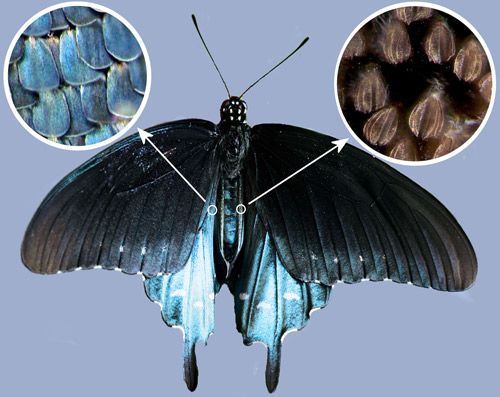Figure 25. Pipevine swallowtail, Battus philenor (L.), male showing iridescent scales (left inset) and androconia (right inset).