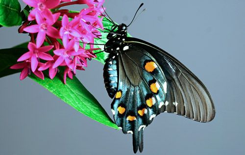 Figure 5. Newly emerged adult male pipevine swallowtail, Battus philenor (L.), with wings folded showing undersides of the wings and white spots on abdomen.