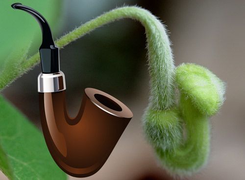 Figure 13. Unopened flower of woolly pipevine, Aristolochia tomentosa Sims, and tobacco pipe graphic showing the similarity of shapes.
