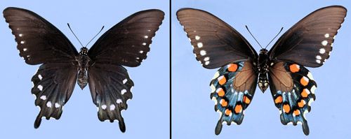Figure 4. Adult female pipevine swallowtail, Battus philenor (L.), dorsal (left) and ventral (right) views.