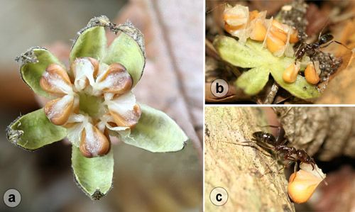 Figure 20. Myrmecochory (ant dispersal) of Virginia snake root, Aristolochia serpentaria L., seed by trap-jaw ant, Odontomachus brunneus (Patton): a) dehisced (opened) seed capsule showing seeds with attached oil bodies (elaiosomes); b) trap-jaw ant, Odontomachus brunneus (Patton), removing seed from capsule; c) trap-jaw ant, Odontomachus brunneus (Patton), carrying seed by the elaiosome.