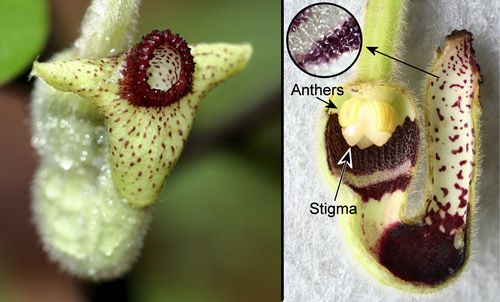Figure 22. Woolly pipevine, Aristolochia tomentosa Sims, flower (left) and longitudinal section (right) showing inside of tube with slippery surface and small downward pointing spines (inset).