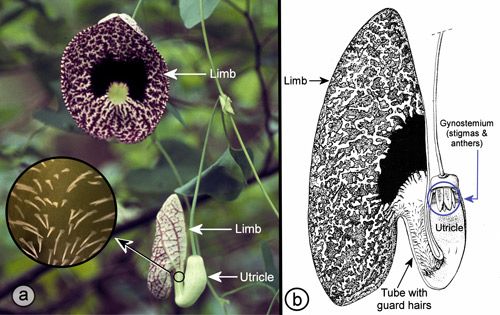 Figure 23. Elegant pipevine, Aristolochia elegans M. T. Mast (synonym: Aristolochia littoralis Parodi): a) flowers in front and side view orientations and downward pointing guard hairs (inset); b) drawing of longitudinal section of flower showing inside of tube with downward pointing guard hairs.