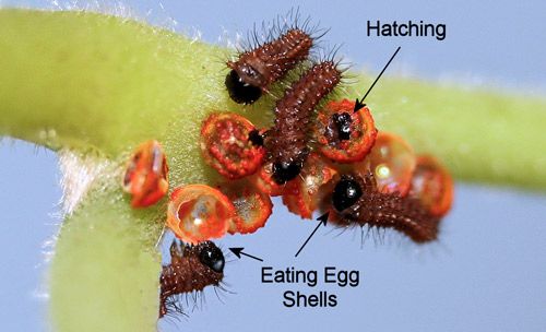 Figure 27. Pipevine swallowtail, Battus philenor (L.), newly emerged first instar larvae eating egg shells (chorions).