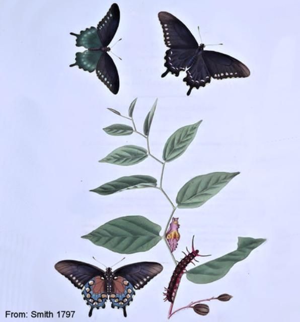 Figure 1. Life cycle of the pipevine swallowtail, Battus philenor (L.).