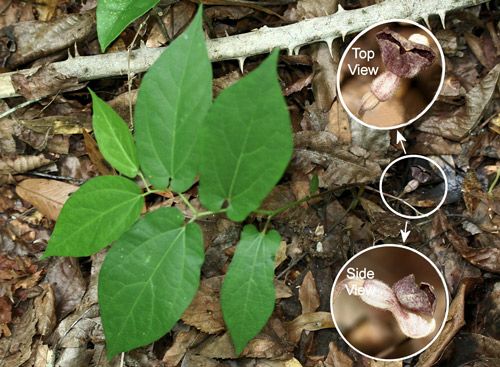 Figure 14. Virginia snakeroot, Aristolochia serpentaria L. (broad-leaved form), a host of the pipevine swallowtail caterpillar, Battus philenor (L.), with flower.
