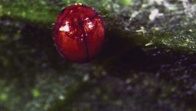 Predatory beetle, Delphastus pallidus adult.    