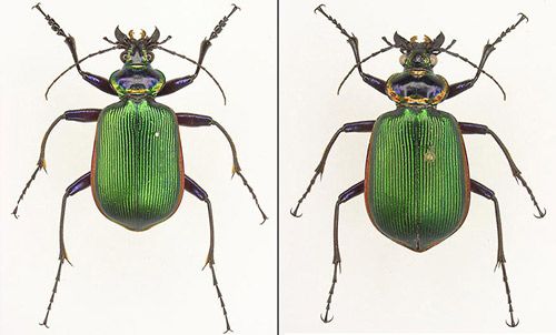 Figure 5. Adult male (left) and female (right) Calosoma scrutator (Fabricius 1775). Notice the male's strongly curved mid-tibiae with reddish setae.