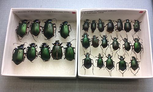 Figure 6. Comparison of Calosoma scrutator (Fabricius 1775) (left) with Calosoma wilcoxi (Gidaspow 1959) (right). Although both species are similar in appearance, Calosoma scrutator is considerably larger.