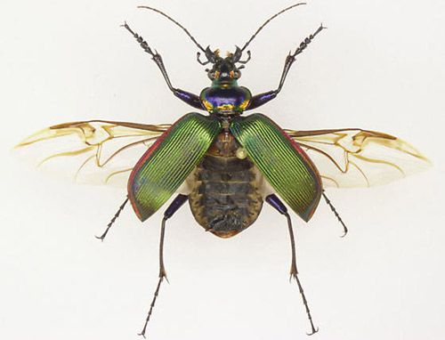 Figure 3. Adult Calosoma scrutator (Fabricius 1775) (dorsal view) with wings spread.