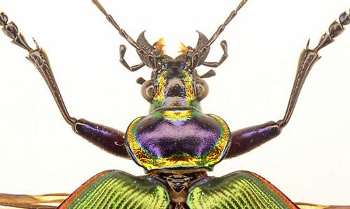 Figure 4. The head and pronotum of an adult Calosoma scrutator (Fabricius 1775) (dorsal view).