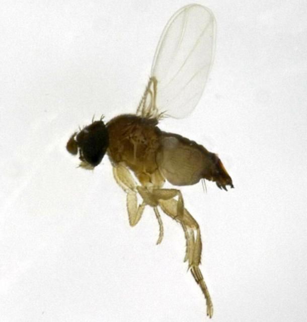 Figure 1. A female phorid fly, Pseudacteon cultellatus Borgmeier. Note the humped-back appearance, external ovipositor, and reduced venation typical of phorid flies.