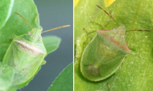 Figure 12. Redbanded stink bug, Piezodorus guildinii (Westwood), (left), and look-alike the redshouldered stink bug, Thyanta sp. (right).