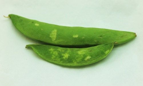 Figure 15. External stink bug damage to sweet pea, Pisum sativum.
