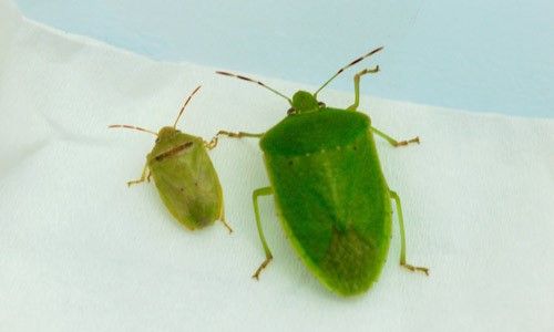 Figure 11. Redbanded stink bug, Piezodorus guildinii (Westwood), (left), next to the Southern green stink bug, Nezara viridula (L.) (right).