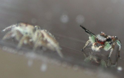 Figure 1. A male Habronattus pyrrithrix (right) courting a conspecific female (left). Male displays in this and other Habronattus species consist of movement, color, and substrate-borne vibrations.