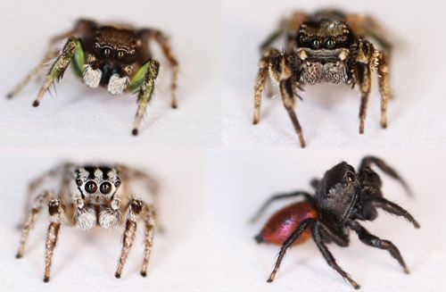 Figure 2. Mature males of several Habronattus species common in north central Florida: Habronattus calcaratus calcaratus (top left), Habronattus brunneus (top right), Habronattus trimaculatus (bottom left), and Habronattus decorus (bottom right). Note the large forward-facing eyes and the species-specific color patterns on the males' face and legs (and on the abdomen of Habronattus decorus), which are displayed to females during courtship.