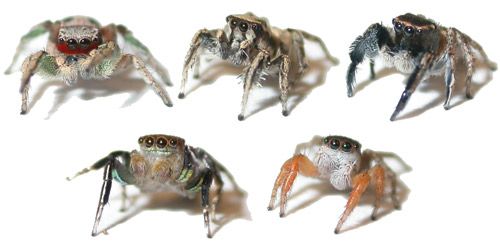 Figure 3. Mature males of several Habronattus species common in the southwestern US: Habronattus pyrrithrix (top left), Habronattus clypeatus (top middle), Habronattus hirsutus (top right), Habronattus hallani (bottom left), Habronattus icenoglei (bottom right).