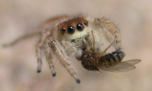 Figure 10. Female Habronattus pyrrithrix jumping spider feeding on a fly.