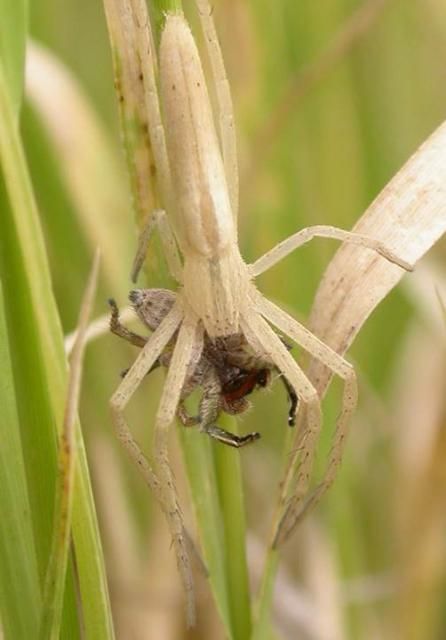 Figure 11. A philodromid spider, Tibellus sp., eating a male Habronattus pyrrithrix.