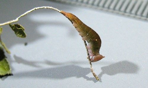 Figure 7. Second instar larva of Prepona laertes on cocoplum leaf. Scale in mm.