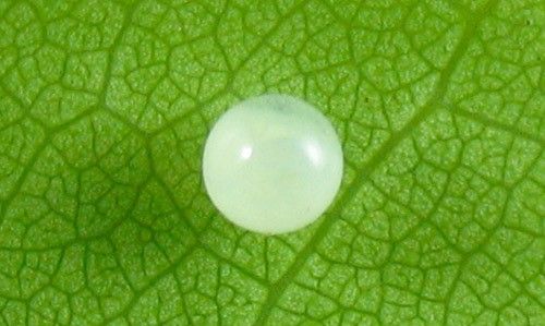 Figure 9. Egg of Prepona laertes on cocoplum leaf.