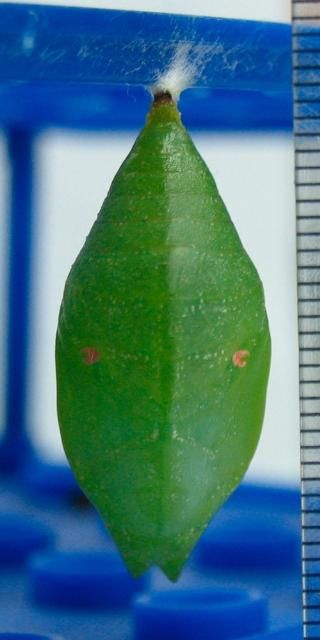 Figure 10. Pupa of Prepona laertes. Scale in millimeters.
