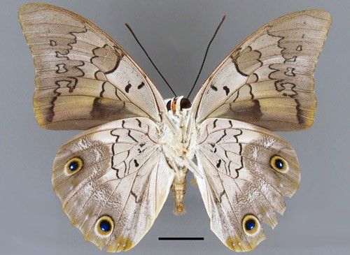 Figure 2. Male Prepona laertes, ventral aspect. Scale bar = 1 cm.