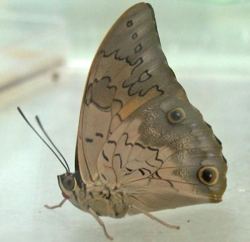 Figure 5. Live male Prepona laertes raised in quarantine.