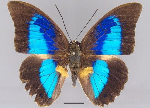 Figure 1. Male Prepona laertes from initial interception in Florida, dorsal aspect. Scale bar = 1 cm.