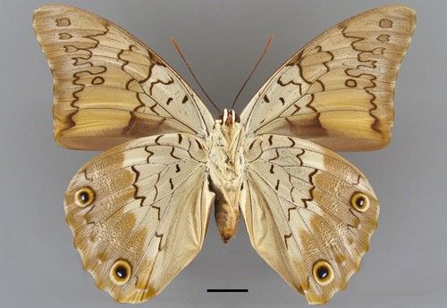 Figure 4. Female Prepona laertes, ventral aspect. Scale bar = 1 cm.