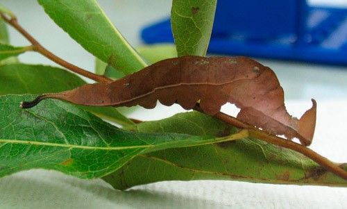 Figure 8. Fifth instar (mature larva) of Prepona laertes on gopher apple foliage.