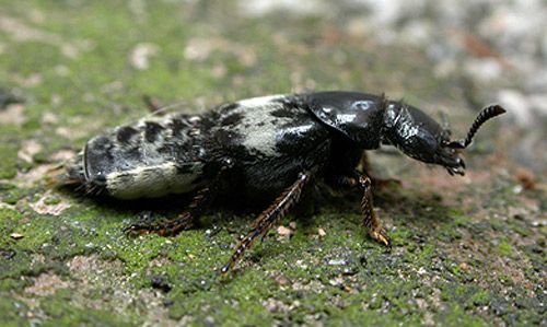 Figure 4. Lateral view of adult hairy rove beetle, Creophilus maxillosus (Linnaeus).