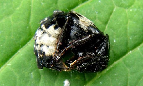 Figure 5. Adult hairy rove beetle, Creophilus maxillosus (Linnaeus), displaying curled-up defensive posture.