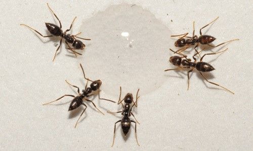 Figure 7. Nylanderia bourbonica (Forel) workers feeding on liquid ant bait.